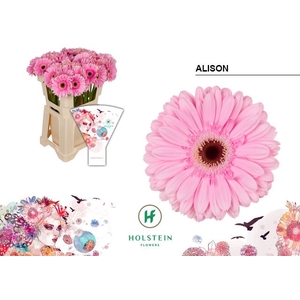 Gerbera Alison