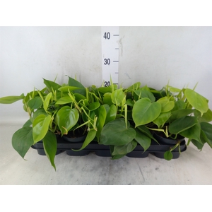 Philodendron scand.