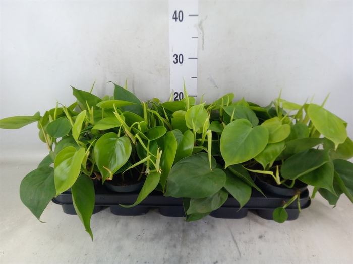 <h4>Philodendron scand.</h4>