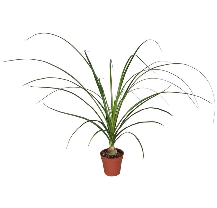 <h4>BEAUCARNEA RECURVATA p9</h4>