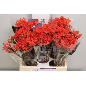 Jatropha P Firecrack