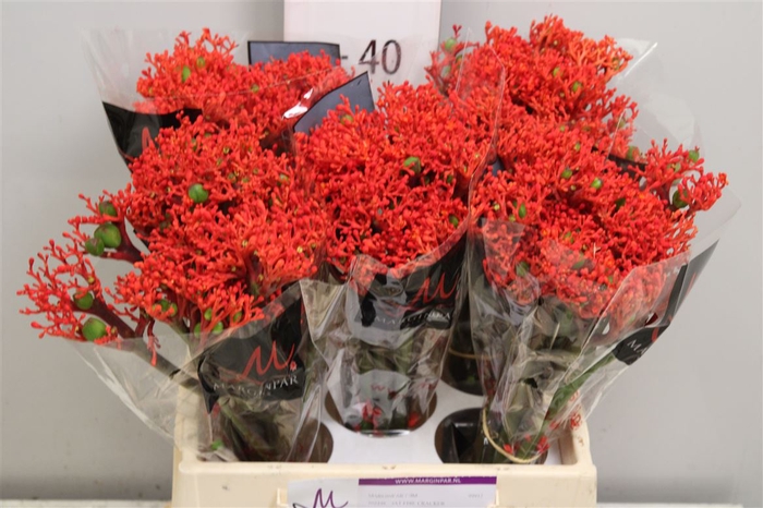 <h4>Jatropha P Firecrack</h4>