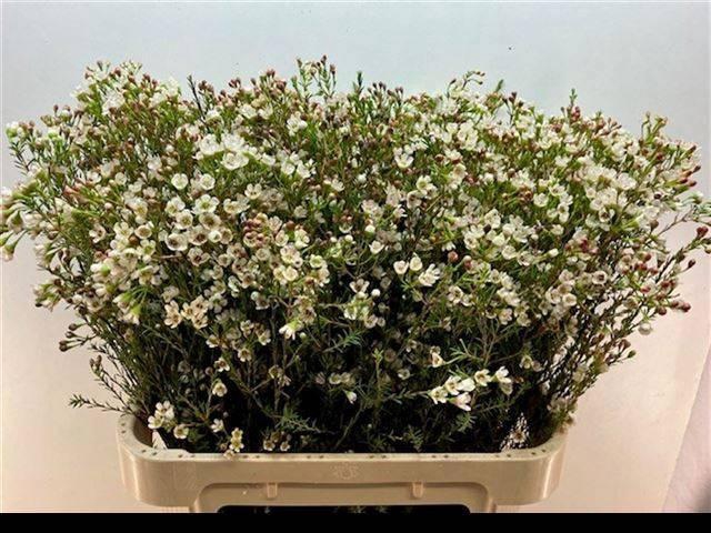 <h4>CHAME BLONDIE</h4>