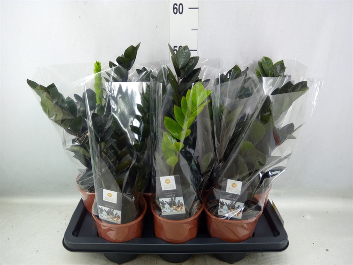 <h4>Zamioculcas zamiifolia 'Dowon'</h4>