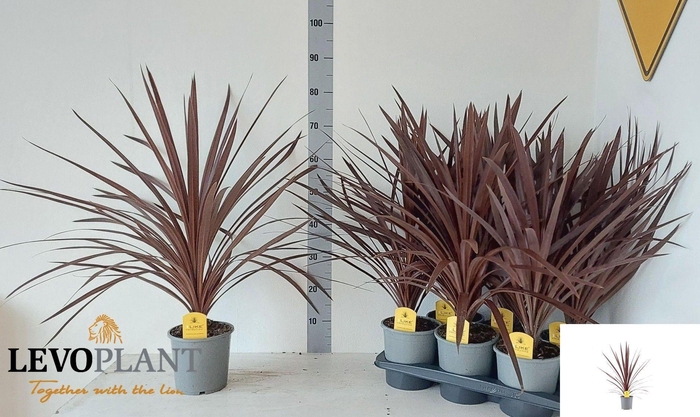 <h4>CORD AUS RED STAR</h4>