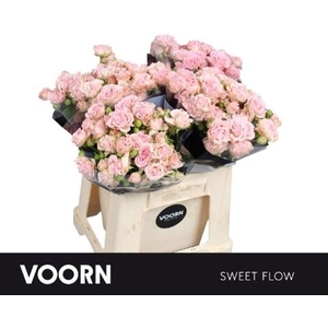 Rosa spray sweet flow