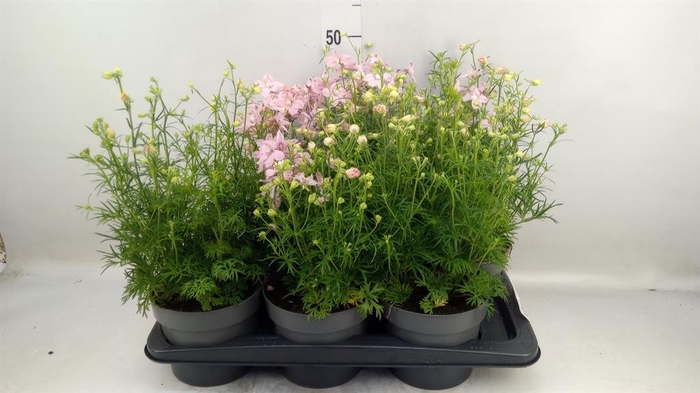<h4>Delphinium  'Ocean Pink'</h4>