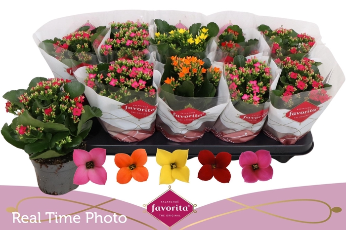 <h4>KAL EN GEM 5 KL</h4>