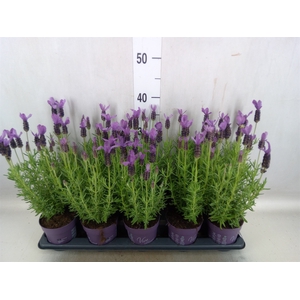 Lavandula stoec. 'Anouk'