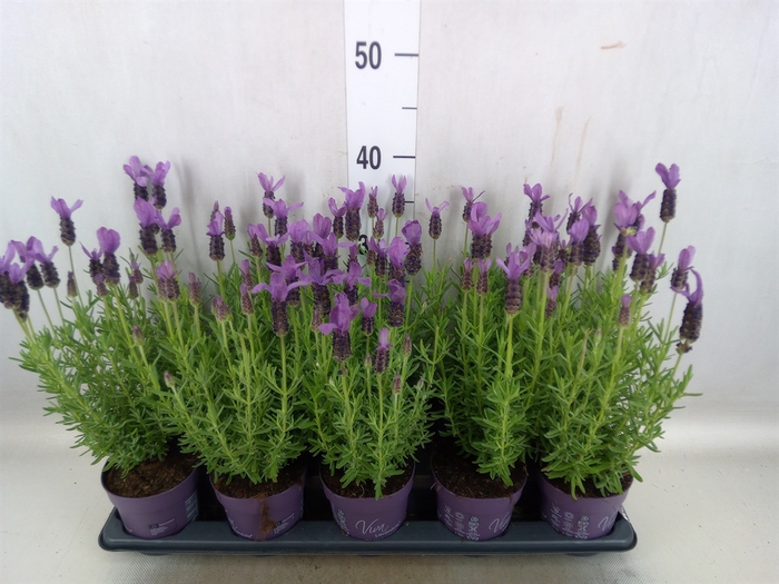 <h4>Lavandula stoec. 'Anouk'</h4>