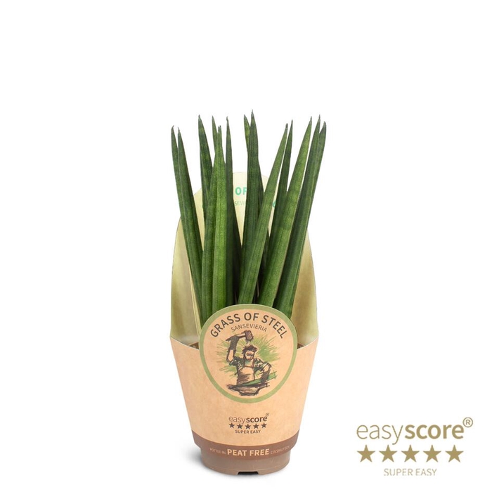 <h4>SANSEVIERIA CYLINDRICA P9 SPAGHETTI</h4>