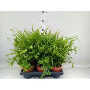 Pteris cretica 'Roeweri'