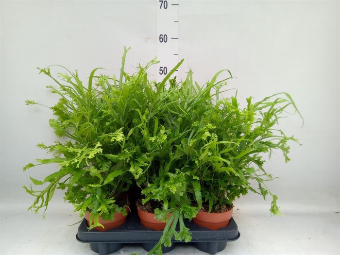 <h4>Pteris cretica 'Roeweri'</h4>