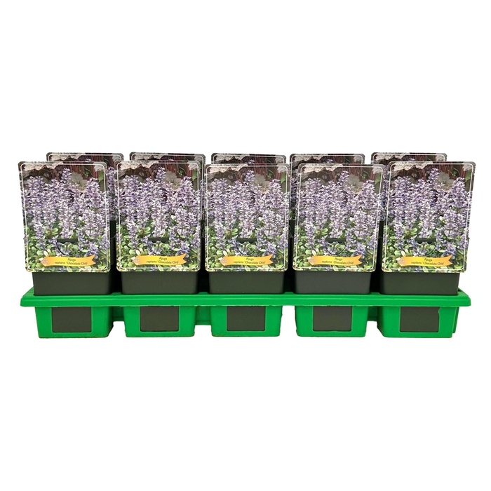 <h4>Ajuga</h4>
