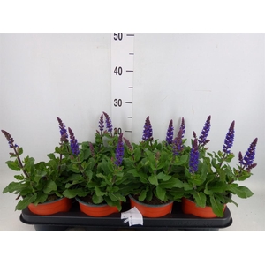 Salvia   ...