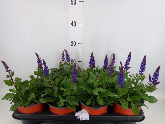 <h4>Salvia   ...</h4>