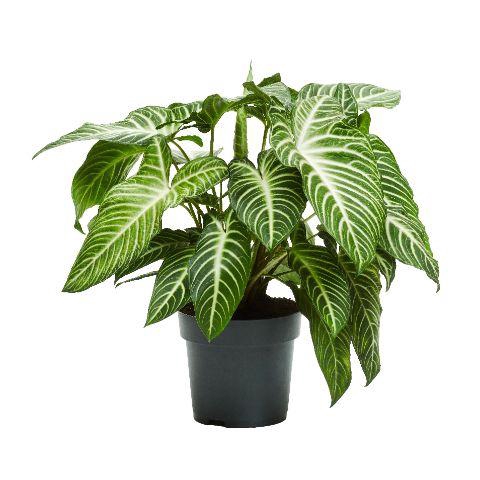 <h4>Xanthosoma Lindenii 24cm</h4>