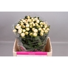 Paeonia Duchesse De Nemours