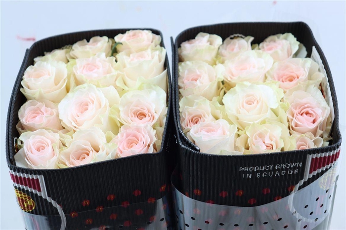 <h4>R Gr Fancy Dreams</h4>