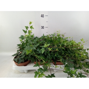 Hedera helix 'Shamrock'