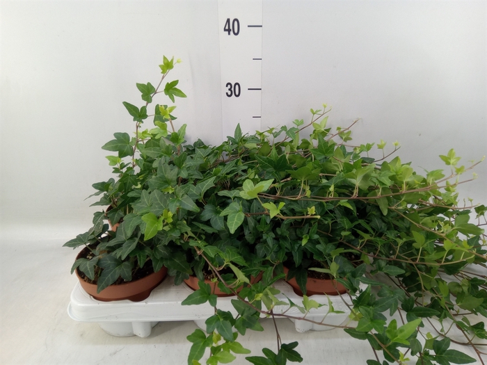 <h4>Hedera helix 'Shamrock'</h4>