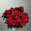 Azalea 13 cm Rood - Decorum