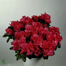 Azalea 14 cm Wit - Decorum