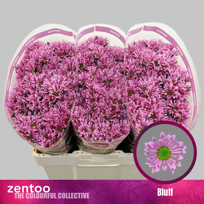 <h4>Chrysanthemum Indicum Grp tros santini AAA Bluff</h4>