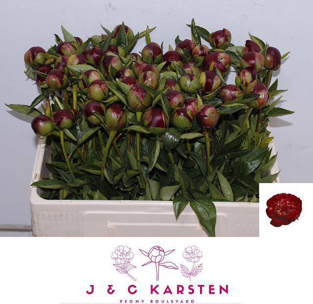 <h4>Paeo L Buckeye Belle</h4>