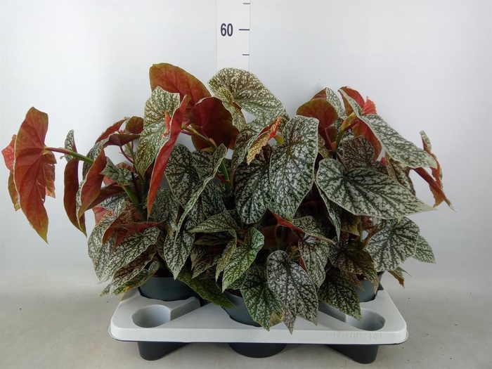 <h4>Begonia BD   ...</h4>