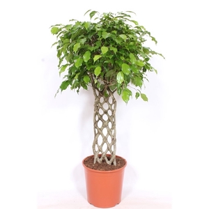 Ficus Exotica