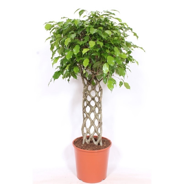 <h4>Ficus Exotica</h4>