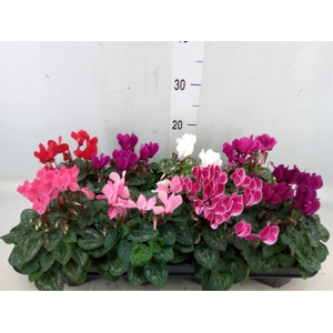 Cyclamen KL 'Verano'