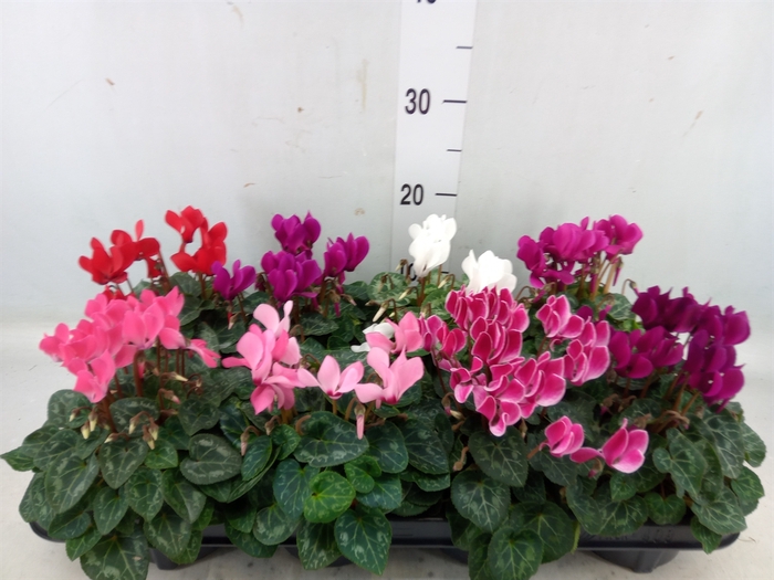 <h4>Cyclamen KL 'Verano'</h4>