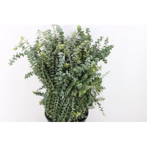 Euca Baby Blue 400gr Pbs