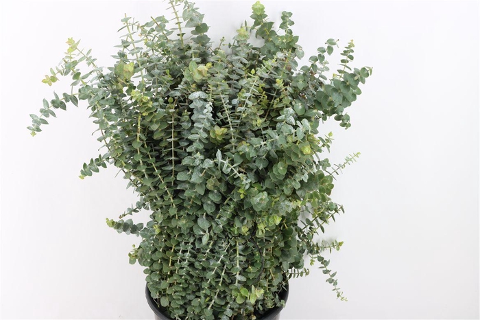 <h4>Euca Baby Blue 400gr Pbs</h4>