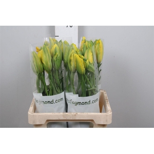 Tu Pa La Cour Parrot