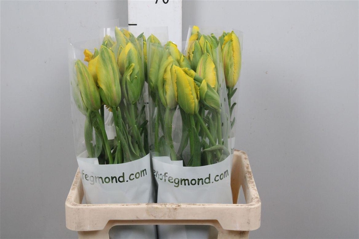 <h4>Tu Pa La Cour Parrot</h4>