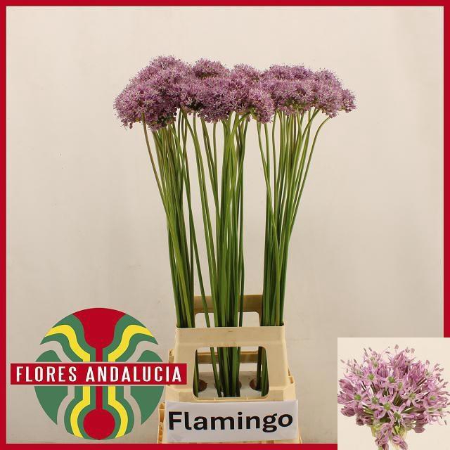 <h4>ALLIUM KLEINBLOEMIG</h4>