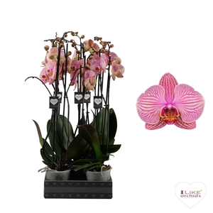 Phalaenopsis Jupiter - 2 tak 70cm