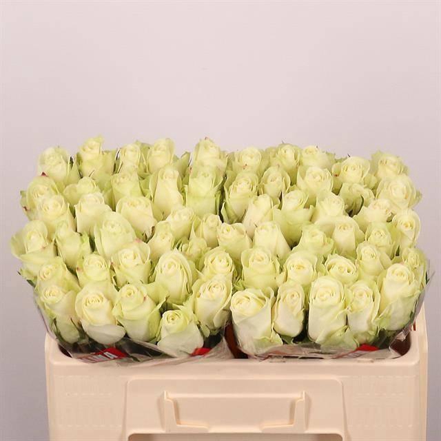 <h4>R GR ATHENA</h4>