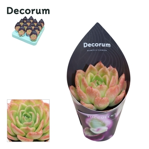 Echeveria Gilva (red) Decorum Potcover