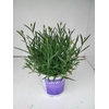 Lavandula angustifolia Hidcote