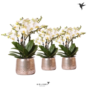 Kolibri Orchids Phalaenopsis Lausanne 6spike in luxury silver
