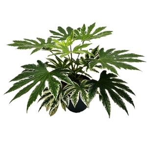 Fatsia Japonica Spiderweb