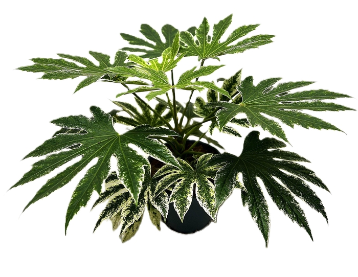 <h4>Fatsia Japonica Spiderweb</h4>