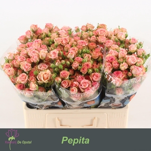 Rosa tros Pepita