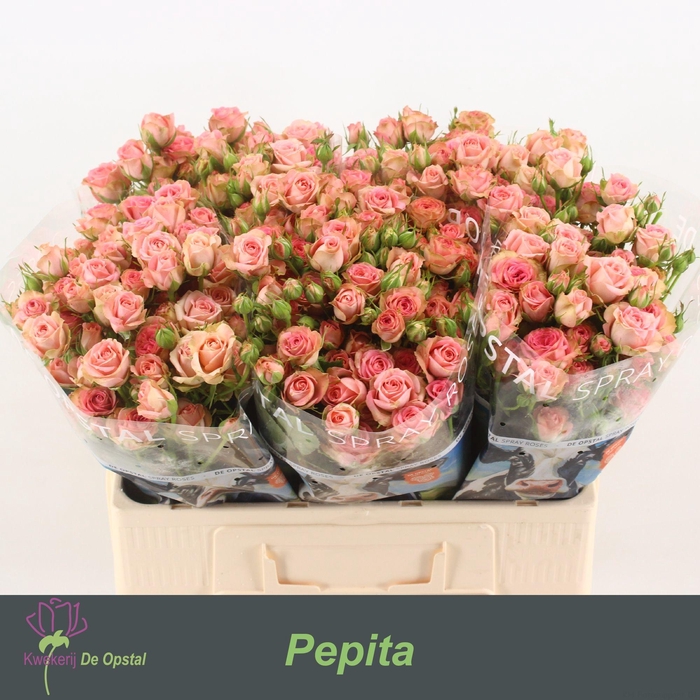 <h4>Rosa tros Pepita</h4>