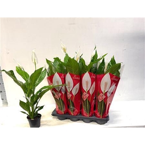 Spath Sweet Benito 2+