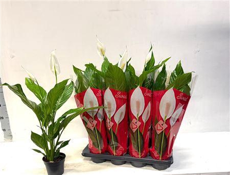 <h4>Spath Sweet Benito 2+</h4>